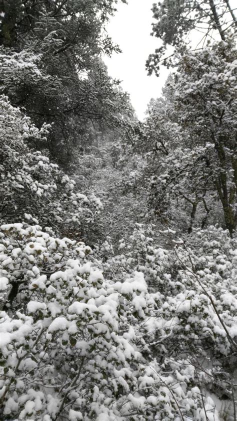 Free Images Tree Nature Branch Snow Cold Black And White Road