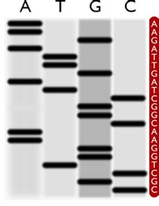 Biologie Cellulaire Et Mol Culaire Flashcards Quizlet