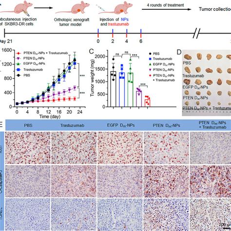 A Schematic Illustration Of SKBR3 DR Orthotopic Tumor Bearing Mice