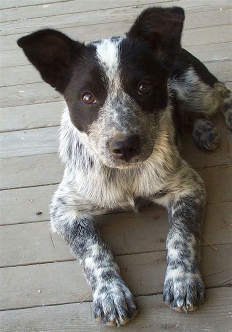 Australian Cattle Dog Cross Border Collie Austrailian Cattle Dog