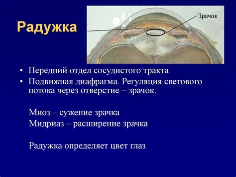 Анатомия глаза. Физиология. Методы исследования - презентация онлайн