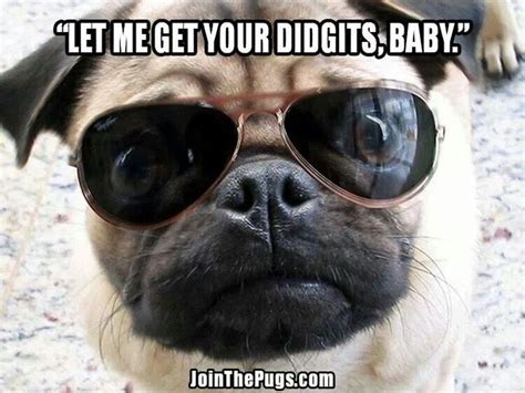 183 best images about Funny Pugs on Pinterest | Pug love, Fat pug and ...