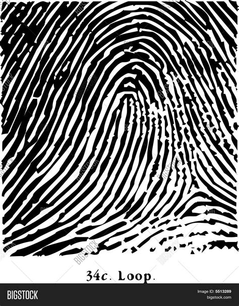 Fingerprint Loop Vector & Photo (Free Trial) | Bigstock