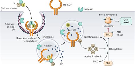 Diphtheria Bacteria Structure