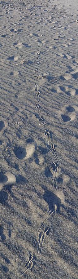 Sand Prints Photograph By Robert Nickologianis Fine Art America