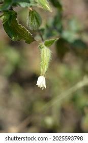 46 Silene Latifolia Subsp Alba Images Stock Photos Vectors