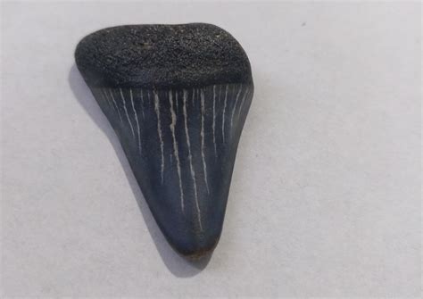 Shark tooth ? - Fossil ID - The Fossil Forum