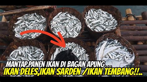 Serunyamantapmemburu Ikan Ini Rame Ramedapat Ikan Deles Ikan