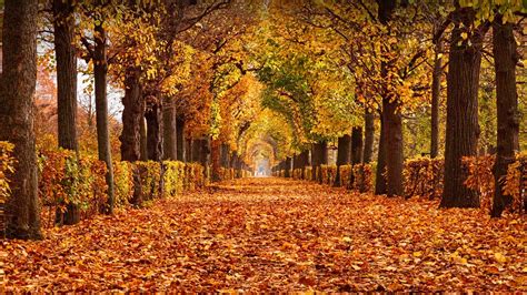 Bing HD Wallpaper Oct 26 2023 Schönbrunn Palace Park Vienna Austria