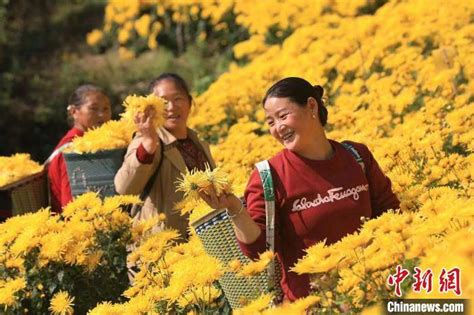 四川茂县金丝皇菊开出致富花 种植 何清海 刘通