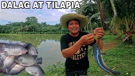 Ang Bilis Manhuli Ng Isda Dito Malaking Tilapia Sa Ilalim Ng Kubo May