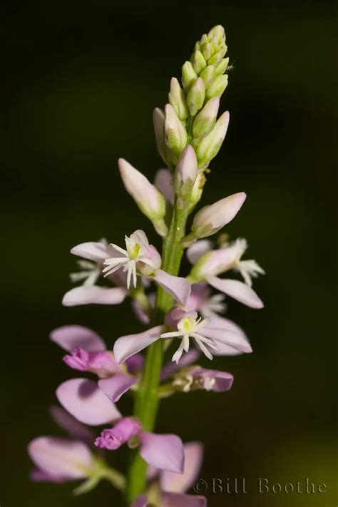 Racemed Milkwort Wildflowers Nature In Focus