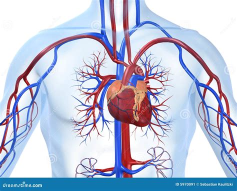 Cardiovascular System Stock Illustration Illustration Of Cardio 5970091