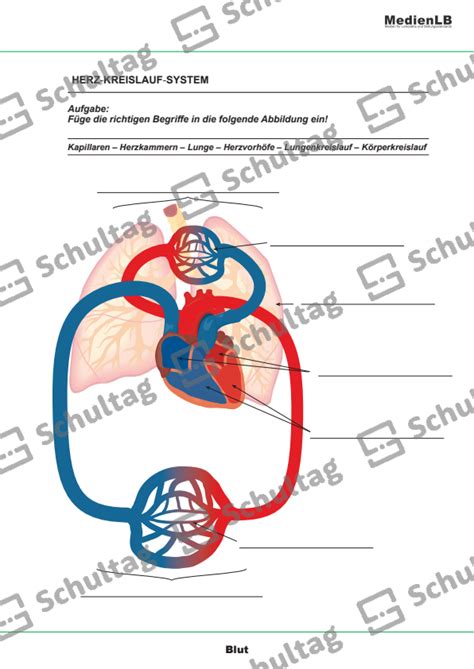 HERZ KREISLAUF SYSTEM Schultag