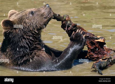 European Brown Bear Playing In Pond Ursus Arctos With Branch Germany