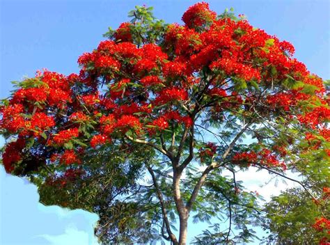 Trees Planet Delonix Regia Royal Poinciana Gulmohar Delonix