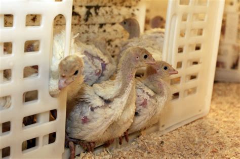 Bird flu vaccine divides US poultry industry - Poultry World