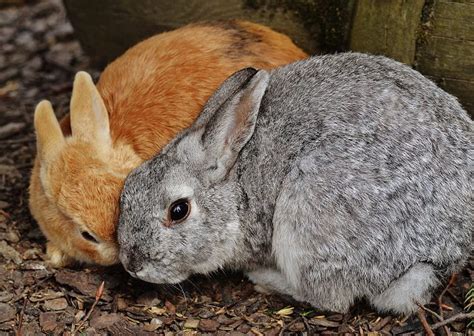 A Look At Wild Rabbit Hormonal Behaviors | BeChewy