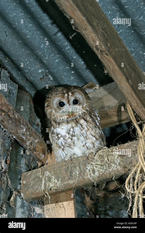 Tawny Owl Strix Aluco Roosting In Barn Roof Fv Stock Photo Alamy