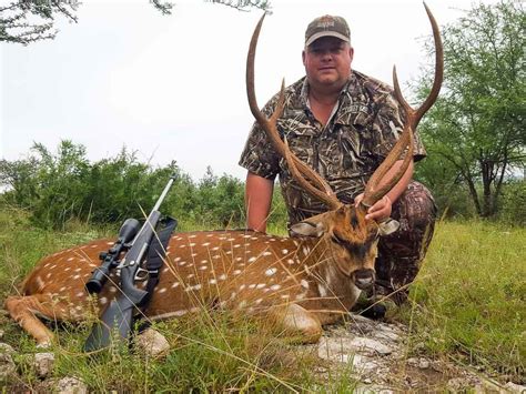 Axis Deer Hunting 60 Species Available To Hunt Ox Ranch