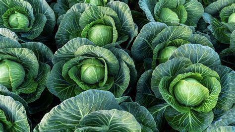 Amazing Health Benefits Of Cabbage Bananalyfe