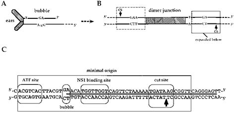 Formation And Organization Of The Mvm 3 Dna Replication Origin A