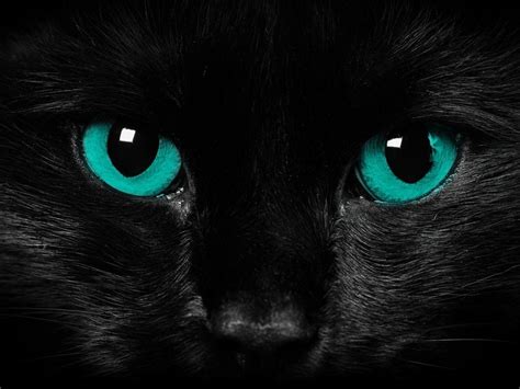 Black Cat Blue Eyes Wallpapers - Top Free Black Cat Blue Eyes ...