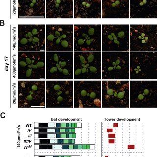 Phenotypic Analysis Of Knockout Plants Under Different Light