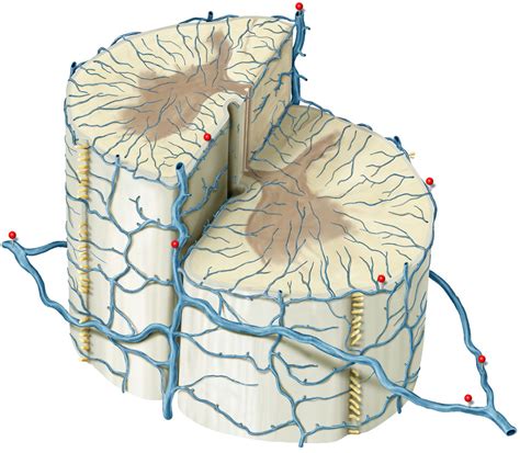 venöse Drainage des Rückenmarks Diagram Quizlet