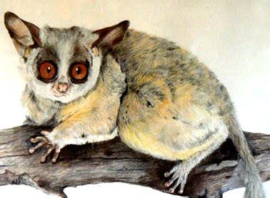 Bush Baby Facts - Amazing Facts - Ask My Brain - Get More Knowlege