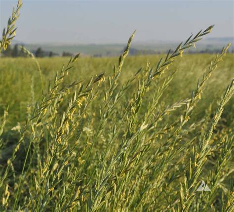 Western Wheatgrass