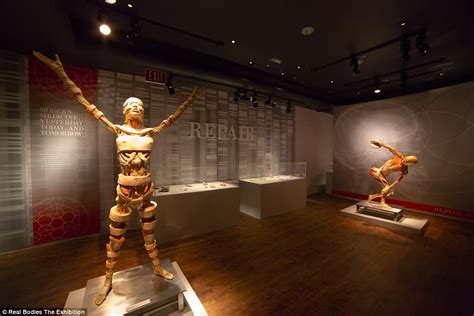 Real Bodies: The Exhibition cadavers may come from Chinese political ...