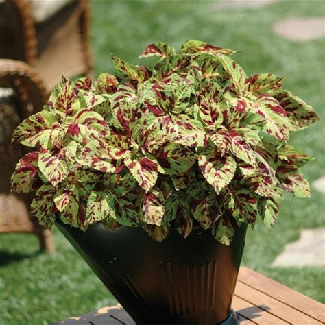 Coleus Wizard Mosaic Coleus Rainbow Available