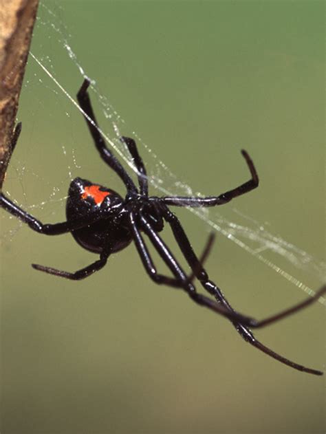 Aranha Viúva Negra O Que a Torna Tão Perigosa Todos os Fatos