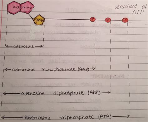 Structure of ATP diagram | Science notes, Biology notes, School notes