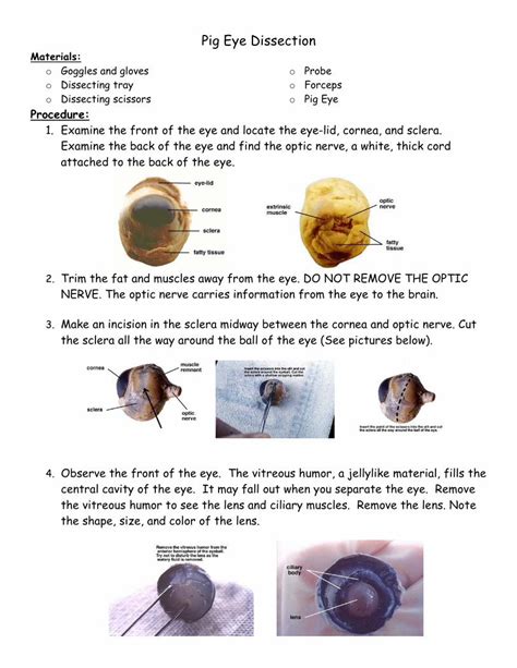 PDF Pig Eye Dissection Wikispacespetriccione Wikispaces File