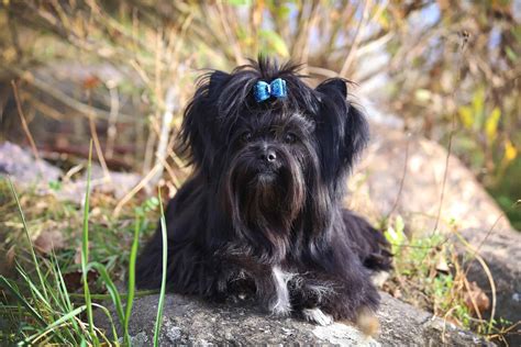 Black Yorkie: Facts, Genetics, Traits & More (With Pictures)