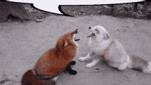 Fox Foxes Sticker - Fox Foxes Yell - Discover & Share GIFs