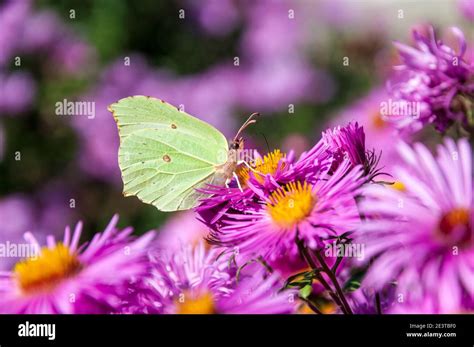 An Adult Brimstone Butterfly Gonepteryx Rhamni Feeding On Cultivated