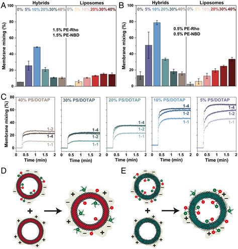 Increased Efficiency Of Charge Mediated Fusion In Polymerlipid Hybrid