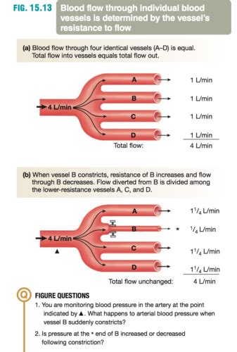 Fiszki Blood Regulation PAT 2 Quizlet