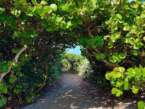 Take A Nature Tour Through Tunnels Of Trees At Blowing Rocks Preserve In Florida