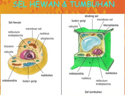 Berikut Ini Organel Yang Tidak Terdapat Pada Sel Tumbuhan Adalah