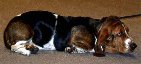 How Much Sleep Should a Basset Hound Have? - Basset Hound Enthusiast