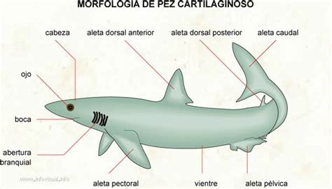 Cartilaginoso Shark English Fun English Vocab