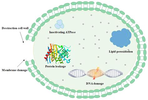 CIMB Free Full Text Bactericidal Mechanisms Of Chlorine Dioxide