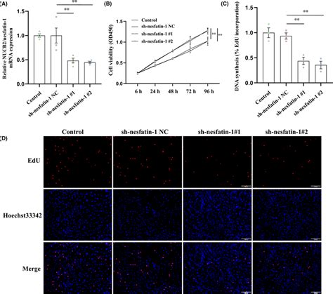 Effect Of Nucb Nesfatin Knockdown On The Proliferation Of Sgc