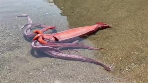 Rare Giant Squid Washes Ashore In Japan Viralpress