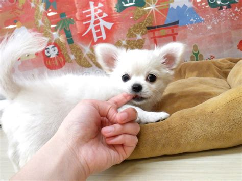 【ひごペットフレンドリーエミフルmasaki店】柴犬ちゃん♪チワワちゃん♪ エミフルmasaki店