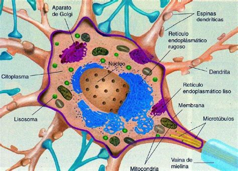 Pin De R A En Neuronas Aparato De Golgi